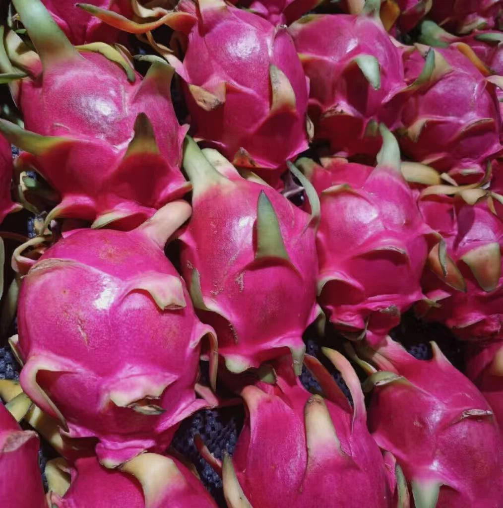 Dragon fruit Dragon fruit